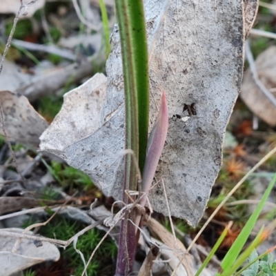 Thelymitra (Genus) (Sun Orchid) at Jerrabomberra, ACT - 4 Sep 2023 by Mike