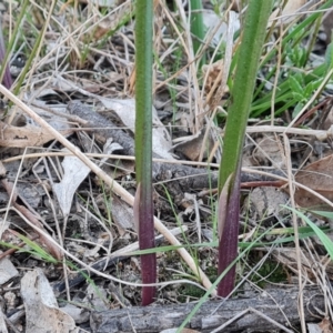 Thelymitra sp. at Jerrabomberra, ACT - 4 Sep 2023