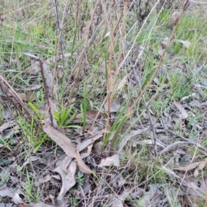 Thelymitra sp. at Jerrabomberra, ACT - 4 Sep 2023