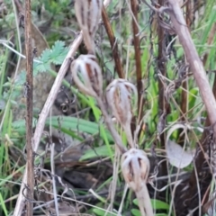 Thelymitra sp. at Jerrabomberra, ACT - 4 Sep 2023