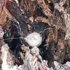 Australomimetus sp. (genus) at Russell, ACT - 4 Sep 2023