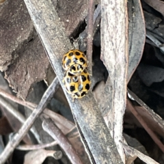 Harmonia conformis (Common Spotted Ladybird) at Russell, ACT - 4 Sep 2023 by Hejor1