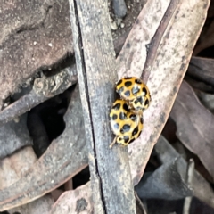 Harmonia conformis at Russell, ACT - 4 Sep 2023