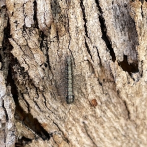 Anestia (genus) at Russell, ACT - 4 Sep 2023 04:54 PM