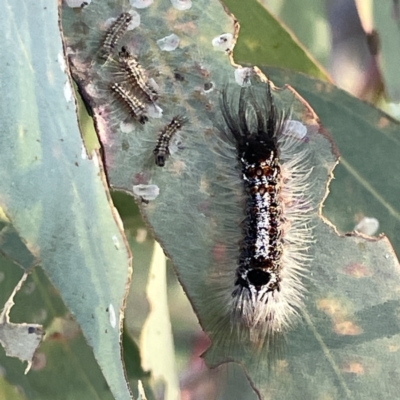 Lymantriinae (subfamily) (Unidentified tussock moths) at Russell, ACT - 4 Sep 2023 by Hejor1