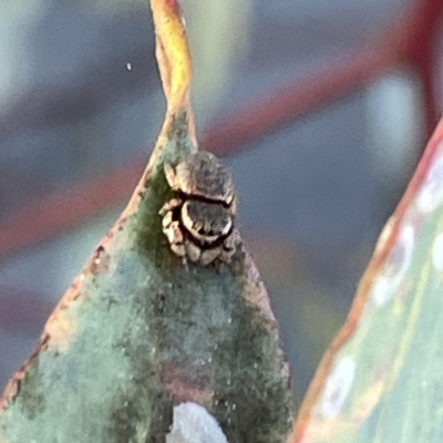 Simaethula sp. (genus) (A jumping spider) at Russell, ACT - 4 Sep 2023 by Hejor1