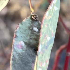 Simaethula sp. (genus) at Russell, ACT - 4 Sep 2023