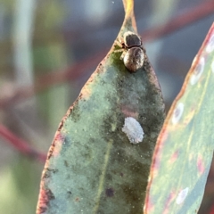 Simaethula sp. (genus) at Russell, ACT - 4 Sep 2023