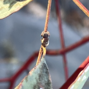 Simaethula sp. (genus) at Russell, ACT - 4 Sep 2023