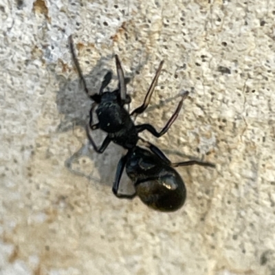 Myrmarachne (genus) (Unidentified Ant-mimic jumping spider) at Russell, ACT - 4 Sep 2023 by Hejor1