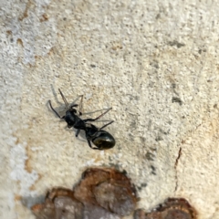 Myrmarachne sp. (genus) at Russell, ACT - 4 Sep 2023