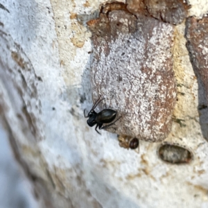 Myrmarachne sp. (genus) at Russell, ACT - 4 Sep 2023