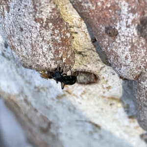 Myrmarachne sp. (genus) at Russell, ACT - 4 Sep 2023