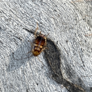 Robshelfordia sp. (genus) at Russell, ACT - 4 Sep 2023 04:22 PM