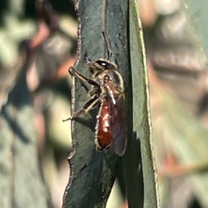 Lasioglossum (Parasphecodes) sp. (genus & subgenus) at Russell, ACT - 4 Sep 2023