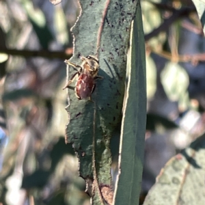 Lasioglossum (Parasphecodes) sp. (genus & subgenus) at Russell, ACT - 4 Sep 2023