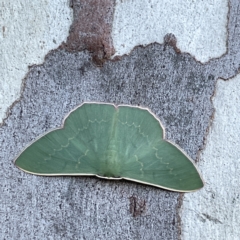 Prasinocyma semicrocea at Russell, ACT - 4 Sep 2023