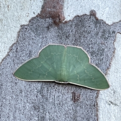 Prasinocyma semicrocea at Russell, ACT - 4 Sep 2023