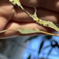 Tetragnatha sp. (genus) at Russell, ACT - 4 Sep 2023