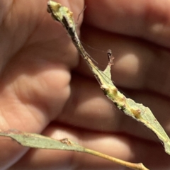 Tetragnatha sp. (genus) at Russell, ACT - 4 Sep 2023