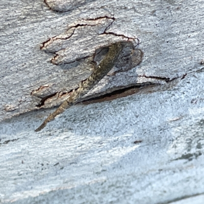 Conoeca guildingi (A case moth) at Russell, ACT - 4 Sep 2023 by Hejor1