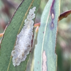 Phylacteophaga (Genus) (Leafblister Sawfly) at Russell, ACT - 4 Sep 2023 by Hejor1