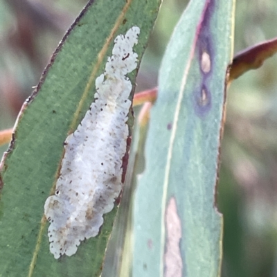 Phylacteophaga (Genus) (Leafblister Sawfly) at Russell, ACT - 4 Sep 2023 by Hejor1