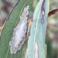 Unidentified Psyllid, lerp, aphid or whitefly (Hemiptera, several families) at Russell, ACT - 4 Sep 2023 by Hejor1