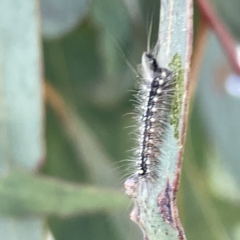 Uraba lugens (Gumleaf Skeletonizer) at Russell, ACT - 4 Sep 2023 by Hejor1