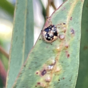 Anischys sp. (genus) at Russell, ACT - 4 Sep 2023