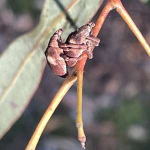 Gonipterus pulverulentus at Russell, ACT - 4 Sep 2023