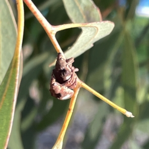 Gonipterus pulverulentus at Russell, ACT - 4 Sep 2023