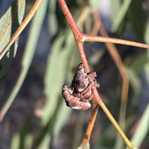 Gonipterus pulverulentus at Russell, ACT - 4 Sep 2023