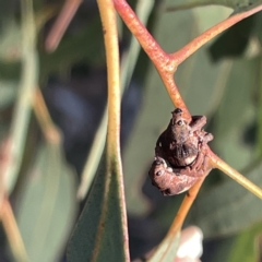 Gonipterus pulverulentus at Russell, ACT - 4 Sep 2023