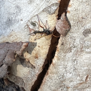 Echthromorpha intricatoria at Russell, ACT - 4 Sep 2023 04:04 PM