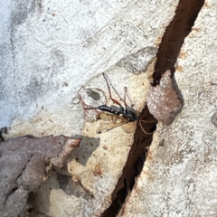 Echthromorpha intricatoria at Russell, ACT - 4 Sep 2023 04:04 PM