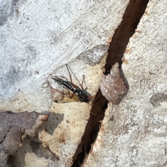 Echthromorpha intricatoria at Russell, ACT - 4 Sep 2023 04:04 PM