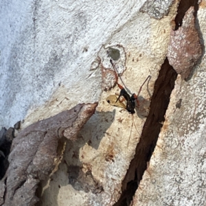 Echthromorpha intricatoria at Russell, ACT - 4 Sep 2023