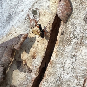 Echthromorpha intricatoria at Russell, ACT - 4 Sep 2023 04:04 PM