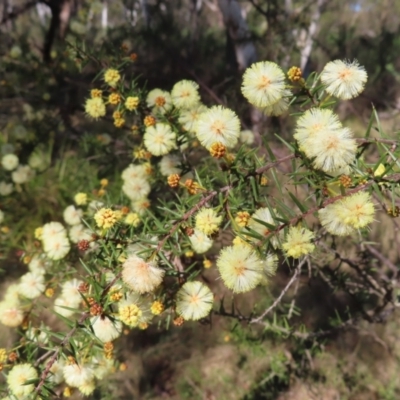 Acacia ulicifolia (Prickly Moses) at QPRC LGA - 2 Sep 2023 by MatthewFrawley