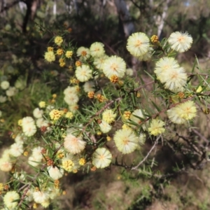 Acacia ulicifolia at Mulloon, NSW - 2 Sep 2023