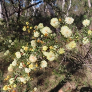 Acacia ulicifolia at Mulloon, NSW - 2 Sep 2023 10:01 AM