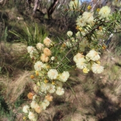 Acacia ulicifolia at Mulloon, NSW - 2 Sep 2023 10:01 AM