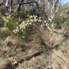 Acacia ulicifolia at Mulloon, NSW - 2 Sep 2023