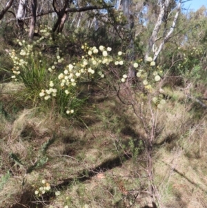 Acacia ulicifolia at Mulloon, NSW - 2 Sep 2023