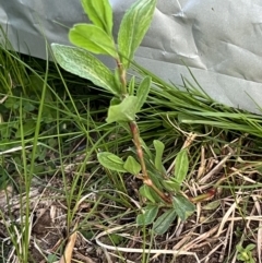 Polygonum (genus) (Wireweed) at Higgins, ACT - 4 Sep 2023 by Untidy