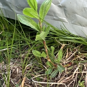 Polygonum sp. at Higgins, ACT - 4 Sep 2023