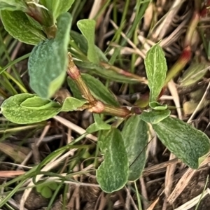 Polygonum sp. at Higgins, ACT - 4 Sep 2023