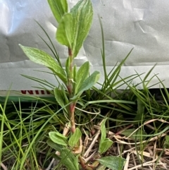 Polygonum sp. at Higgins, ACT - 4 Sep 2023