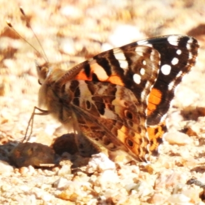 Vanessa kershawi (Australian Painted Lady) at Coree, ACT - 4 Sep 2023 by JohnBundock